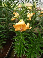 [4143 Saltarello No01.JPG]